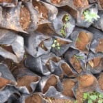 Tree cuttings bought with loan in Zawiya, Salfit