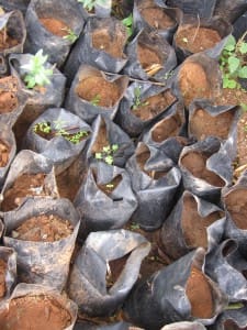 Saplings in Zawiya purchased with loan